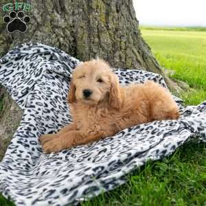 Luna, Mini Goldendoodle Puppy